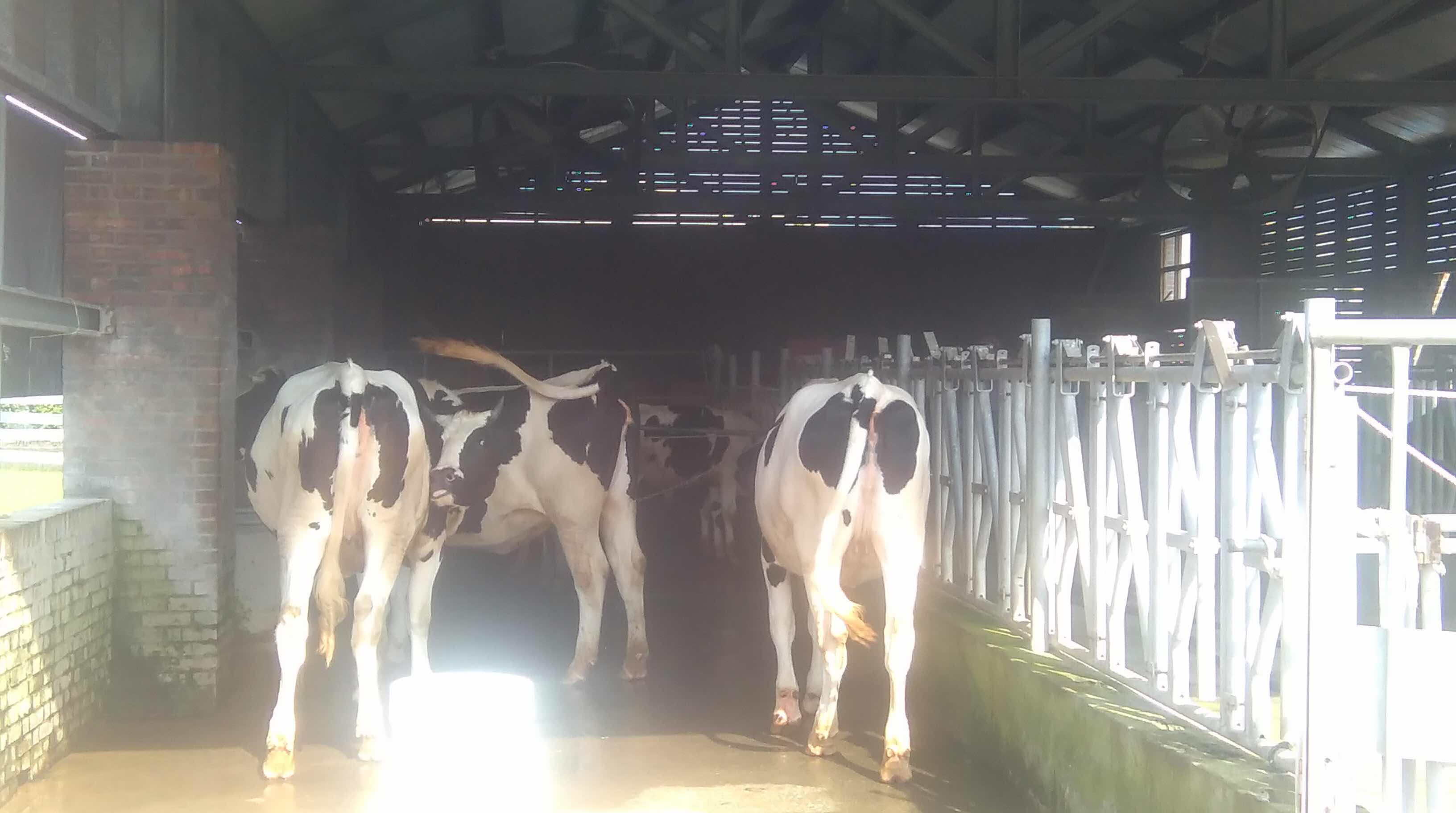 chan chau ku ranch, lunbei, yunlin, taiwan