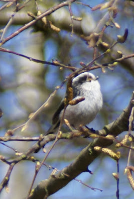 Sturtmies - Staartmees - Aegithalos caudatus