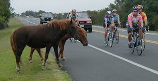 horses and bikes