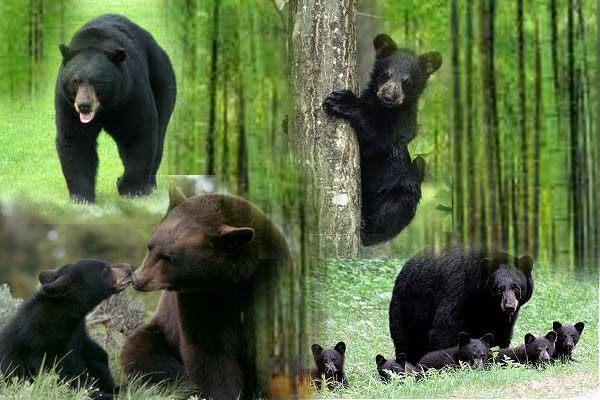  Gambar  Beruang  Hitam  Info Beruang  dan Fakta Singkat 