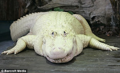 The white alligator From Gatorland theme park Florida Seen On  www.coolpicturegallery.us