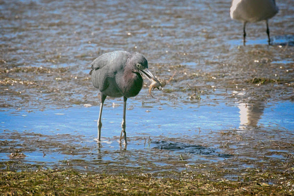 Little Blue Heron catches a fish.