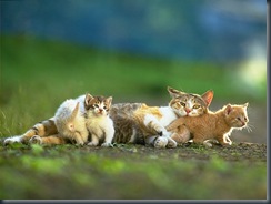 CAT_0073