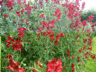 Red sweet peas