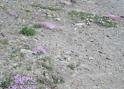 tundra near Jasper Alberta