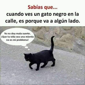 Cuando ves un gato negro en la calle es porque va a algún lado 