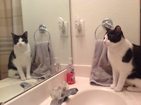 cat and mirror, funny cats, cat photos, cat pictures