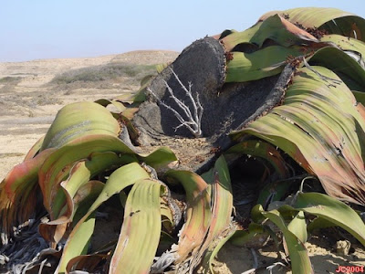 Tumbuhan Paling Tangguh di Dunia (Welwitschia Mirabilis)