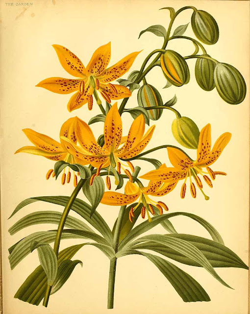 Лилия Хансона / Лилия Гансона (Lilium hansonii)