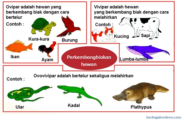 51+ Contoh Hewan Yang Berkembangbiak Secara Generatif, Terpopuler!