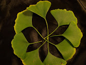 Ginkgo Leaves (Green)