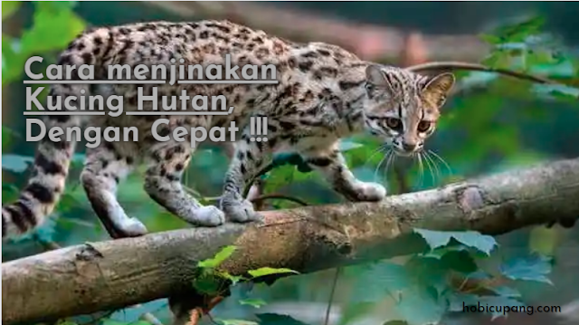 Cara menjinakan kucing hutan