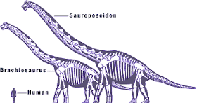 Comparación tamaño Sauroposeidon y Brachiosaurus