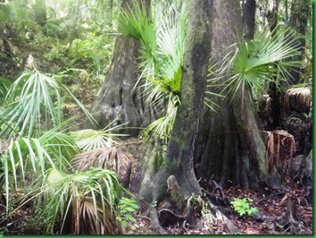 Our jungle yard