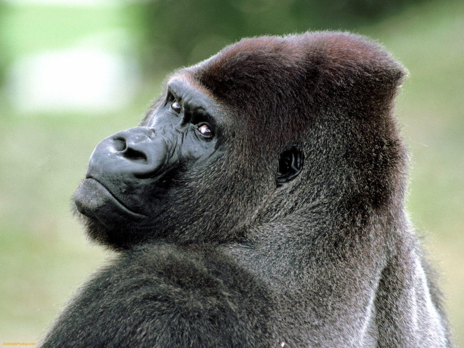Encyclopaedia of Babies of Beautiful Wild Animals: The Baby Gorilla