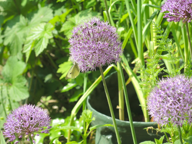 In mijn tuintje: Alium