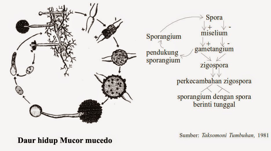 FUNGI JAMUR  MARKIJAR Com