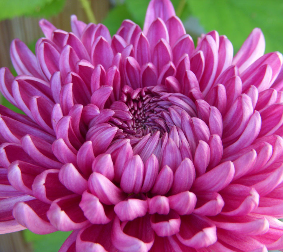 Chrysanthemum flowers