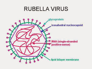 Viruts Rubella