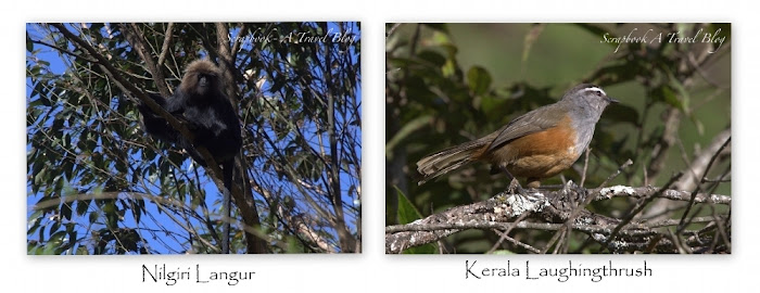 Nilgiri Laughingthrush Nilgiri Langur Eravikulam Munnar Kerala