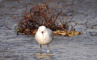 Larus audouinii