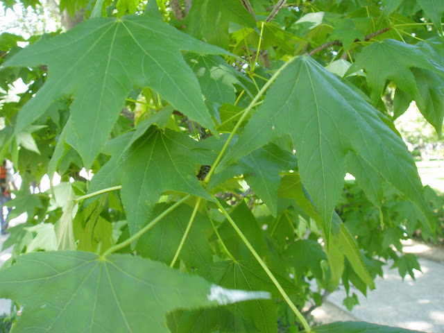 LIQUIDÁMBAR: Liquidambar styraciflua