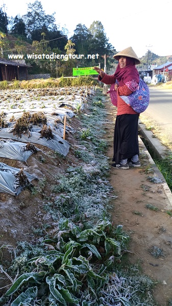 salju es di dieng wonosobo