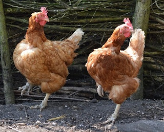 chickens happy dance