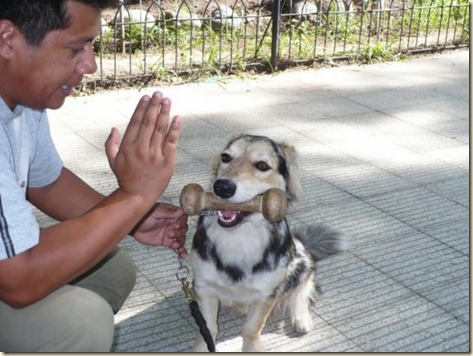 ADIESTRAMIENTO-CANINO 8