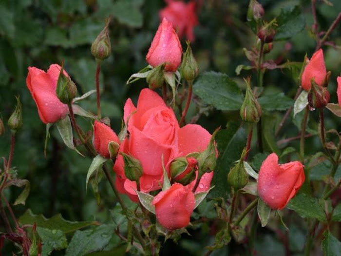 Gardens in full Bloom - Beautiful Photos...