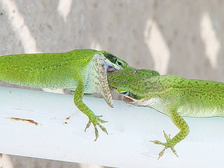 Crocodile Fight