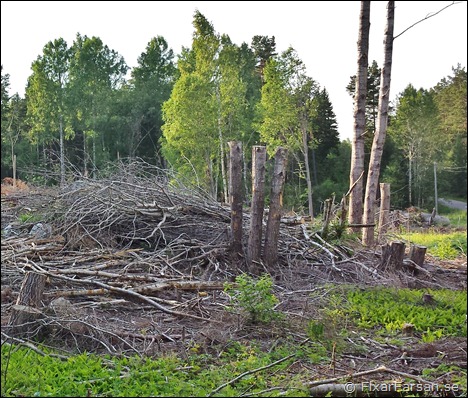 Kalhygge-Skog-Avverkning