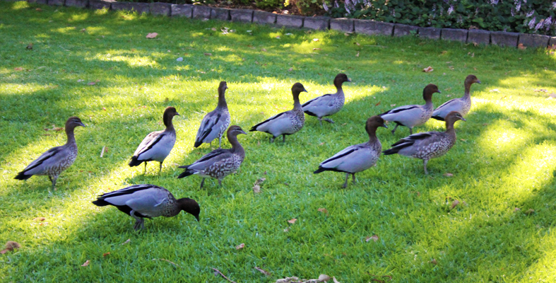 Frolicking around Queens Park (Melbourne)