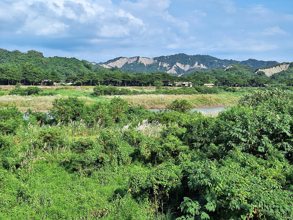 台南大內曾文溪畔二溪景觀大橋甜根子草花海，還可遠眺月世界山景