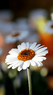 Flower wallpapers