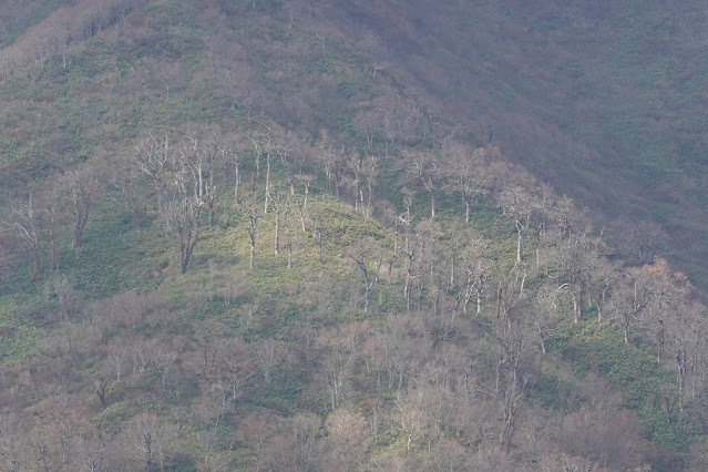 鳥取県日野郡江府町御机 鏡ヶ成高原 烏ヶ山の眺望