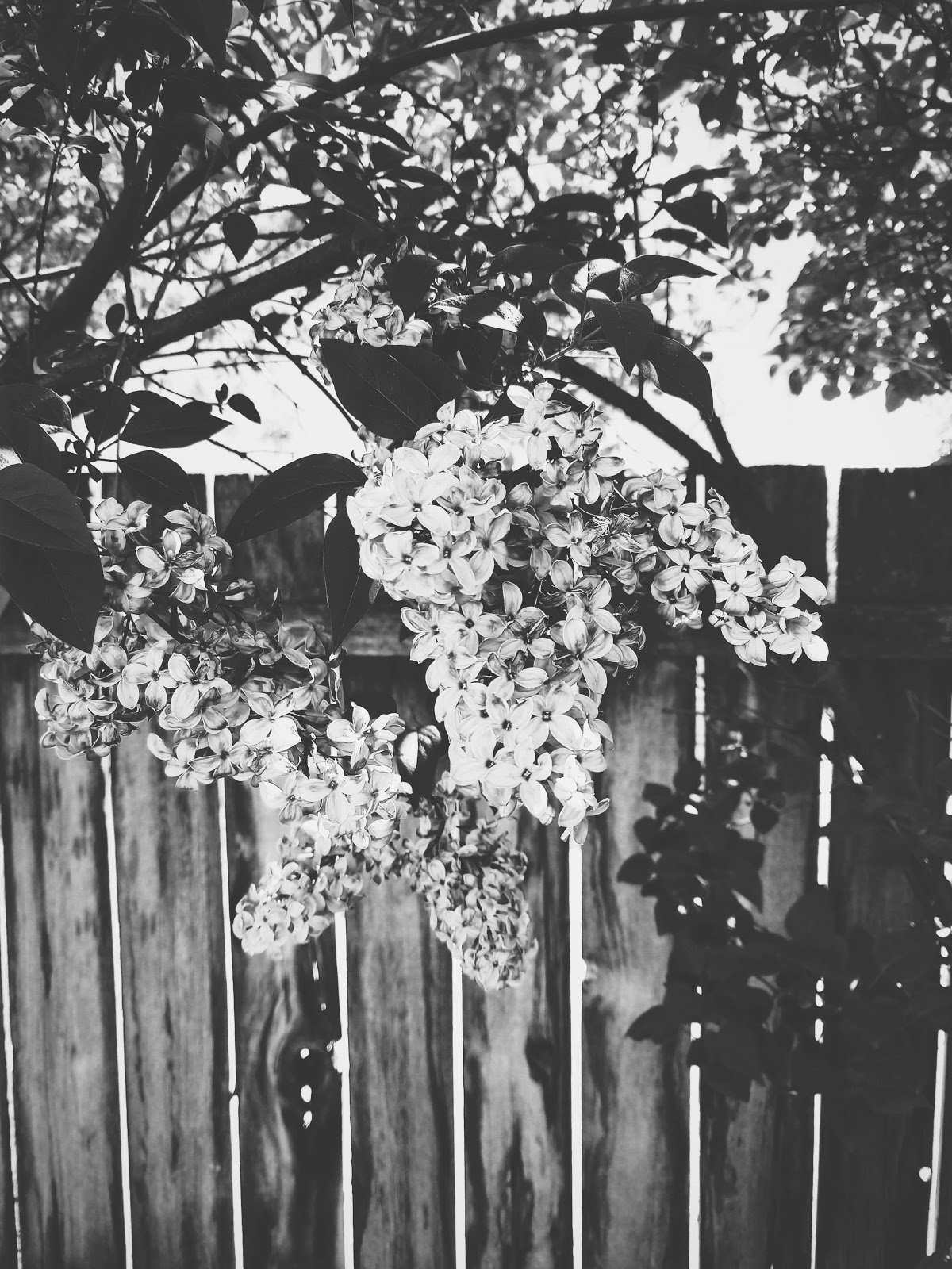 lilac blossoms // life in black & white series // www.thejoyblog.net