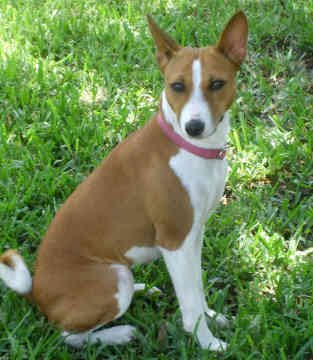 Basenji Famous Dog