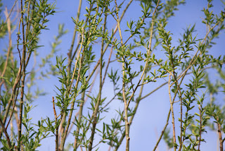 branches covered with spring leaves against blue sky