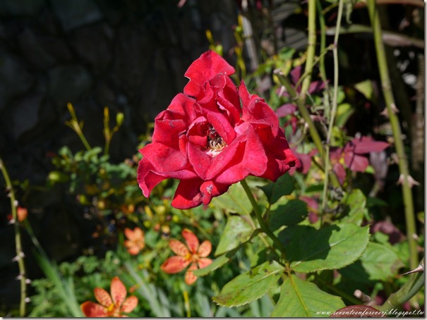 PhotoCap_004