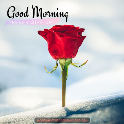 Lovely good morning images with rose flowers