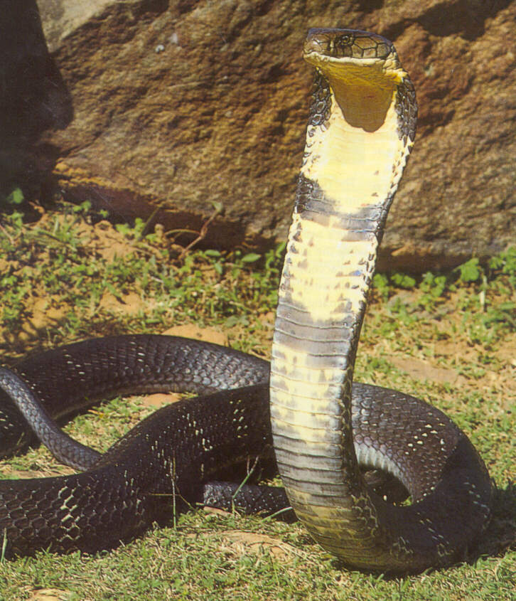 The King Cobra (Ophiophagus hannah) is the world's longest venomous snake 