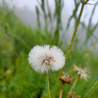 Beautiful white flowers HD wallpaper