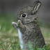 Wild Baby Rabbits  Litter Wild Baby