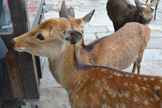 Deer in Nara, Japan - www.curiousadventurer.blogspot.com