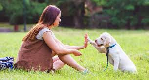 How to Train Your Dog With Positive Reinforcement: A Beginner’s Guide