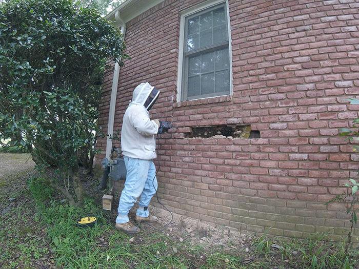 A Honeybee Rescue And Relocation Organization Shares Its Unbelievable Discovery After Removing The Bricks From A Client’s House