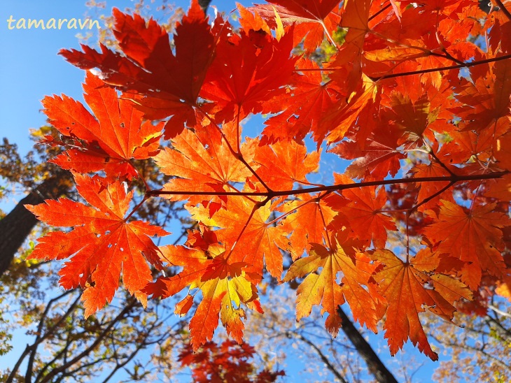 Клён ложнозибольдов (Acer pseudosieboldianum)