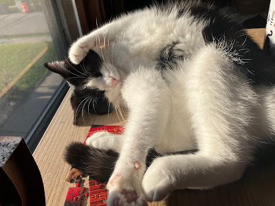 black and white cat in sunbeam