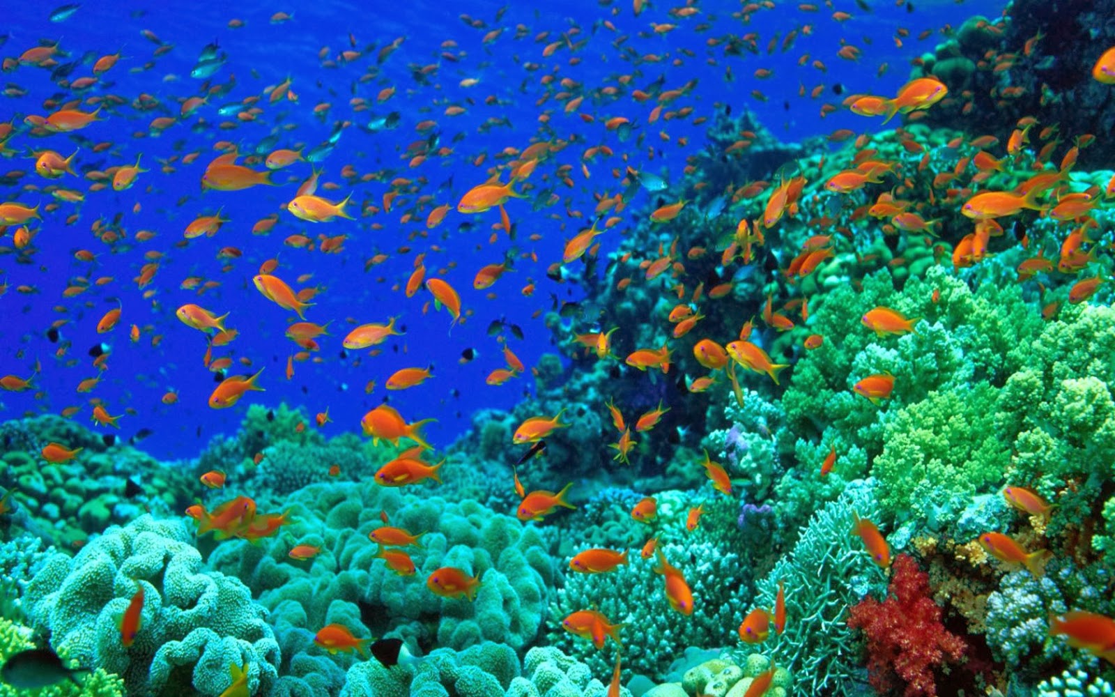 Beautiful Colorful Fish Underwater